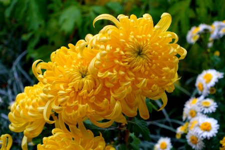 Chrysanthemums - Lan Su Chinese Garden - Portland, Oregon - DSC01306