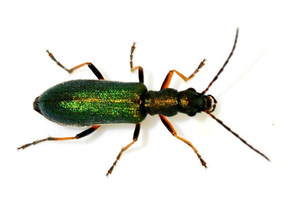 Chrysanthia-geniculata-05-fws