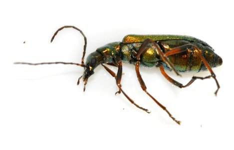 Chrysanthia-geniculata-04-fws