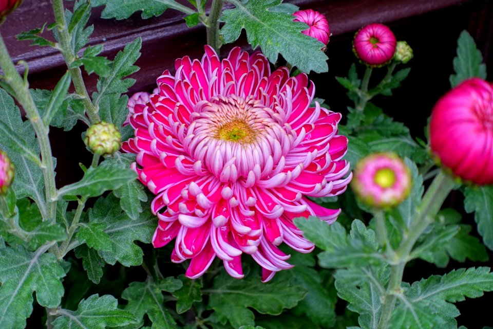 Chrysanthemums - Lan Su Chinese Garden - Portland, Oregon - DSC01552