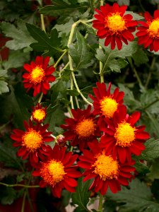 Chrysanthemum x morifolium ‘Kurume,’ Phipps Conservatory, 2015-10-24, 02
