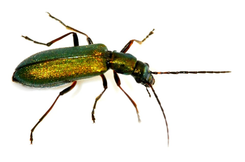 Chrysanthia-geniculata-02-fws