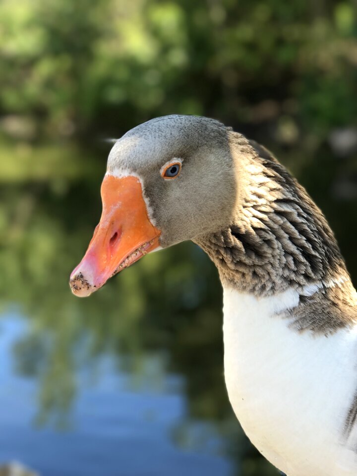 Animal eye head