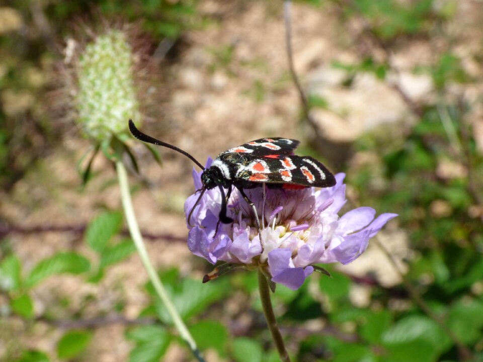 Gitaneta wild flower libar
