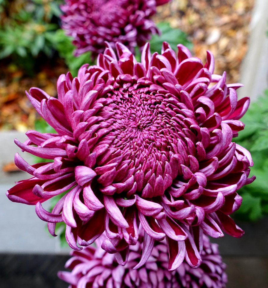Chrysanthemums - Lan Su Chinese Garden - Portland, Oregon - DSC01522