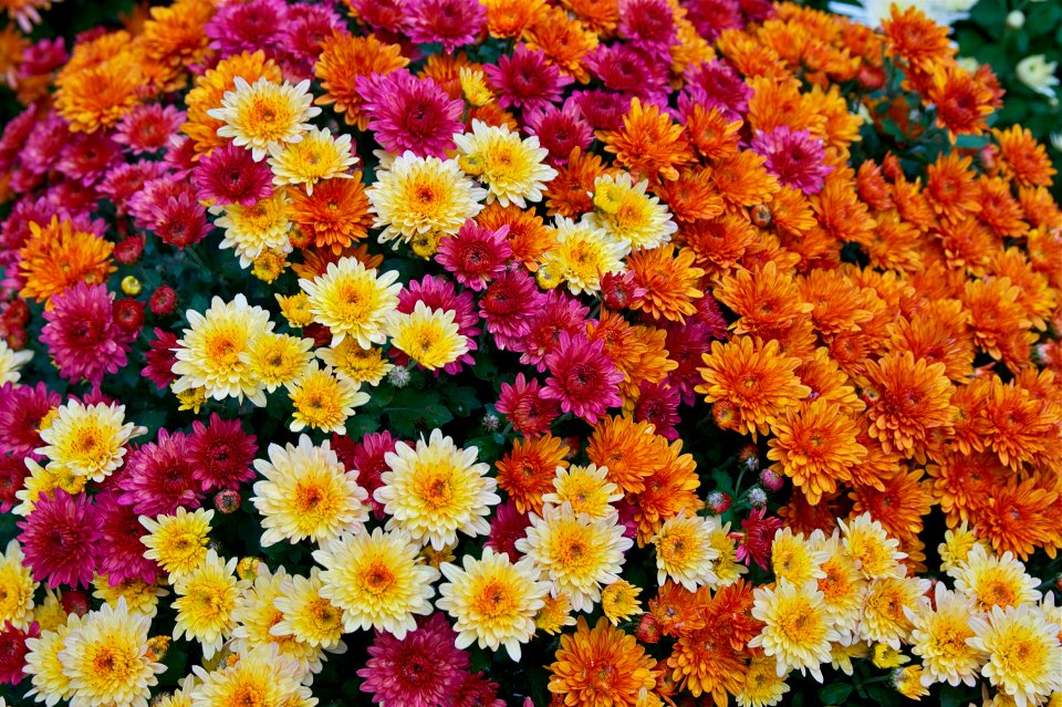 Chrysanthemum x morifolium Dompierre 3