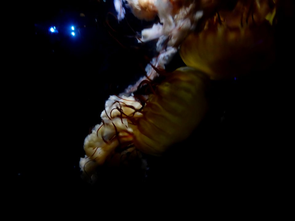 Chrysaora-fuscescens-1