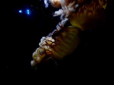 Chrysaora-fuscescens-1