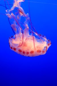 Chrysaora colorata - Monterey Bay Aquarium - DSC07249 photo