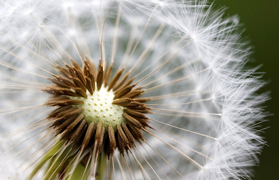 Dandelion seeds meadow
