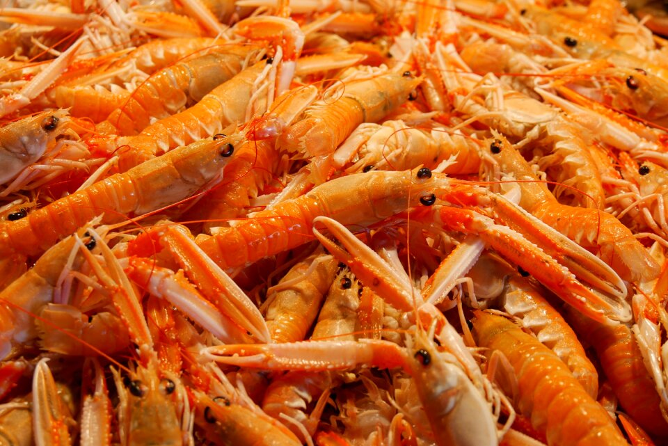 Shrimp crustaceans nutrition