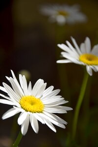 Macro white flowers flowers