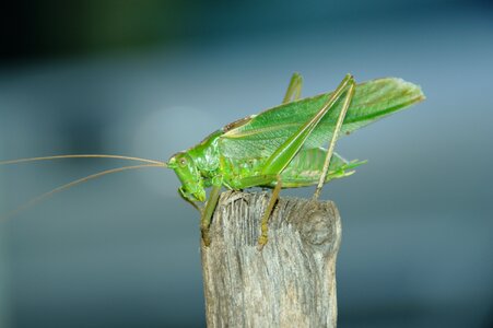 Konik grasshopper feb