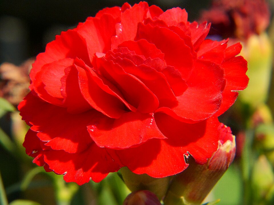 Blossom bloom plant