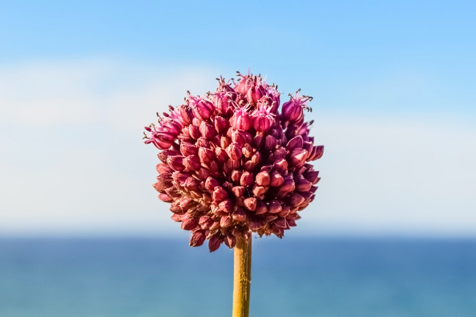 Flower nature blooming