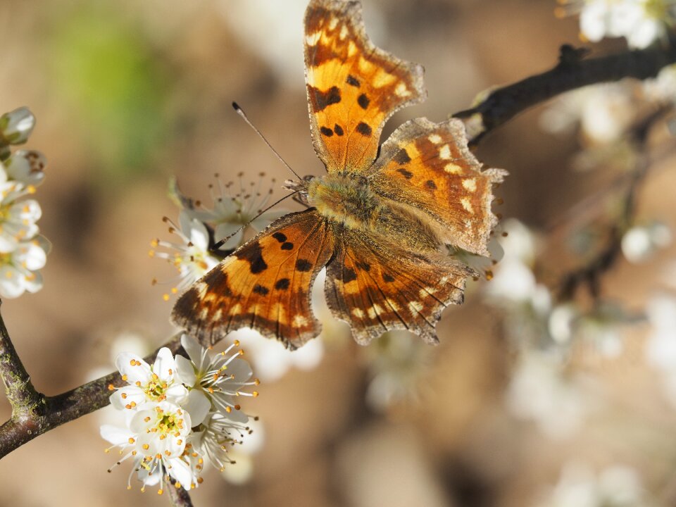 Wing nature close up