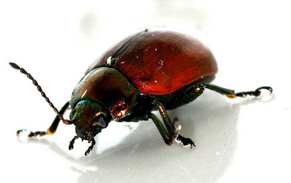 Chrysolina-polita-06-fws