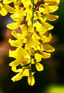 Early summer june yellow