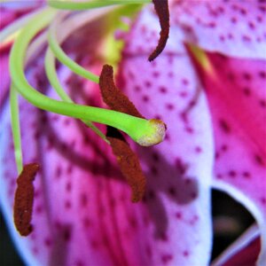 Purple and pink lilly nature bloom