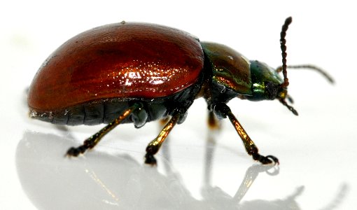 Chrysolina-polita-08-fws
