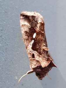 Chrysodeixis eriosoma in Wellington City