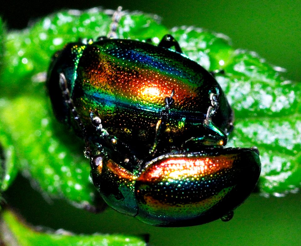 Chrysolina-fastuosa-04-fws