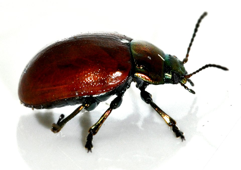 Chrysolina-polita-07-fws