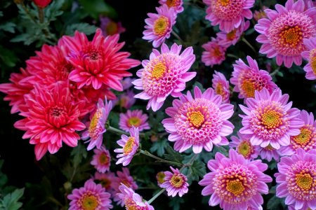 Chrysanthemums - Lan Su Chinese Garden - Portland, Oregon - DSC01528