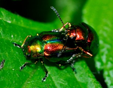 Chrysolina-fastuosa-07-fws