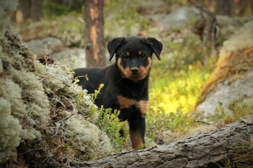 Dog pet animal