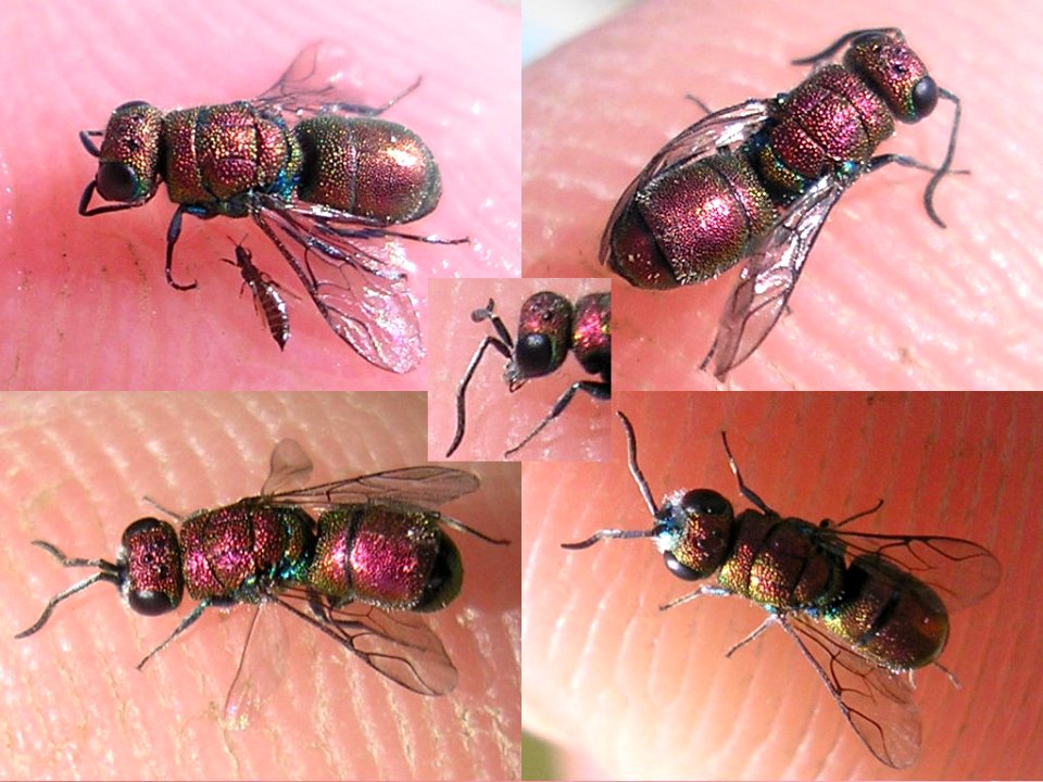 Chrysis varidens from pool Charente-Maritime FR
