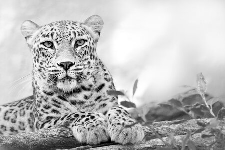 Wild animal feline leopard photo