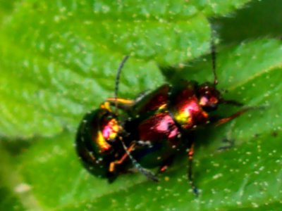Chrysolina fastuosa - Podkomorské lesy