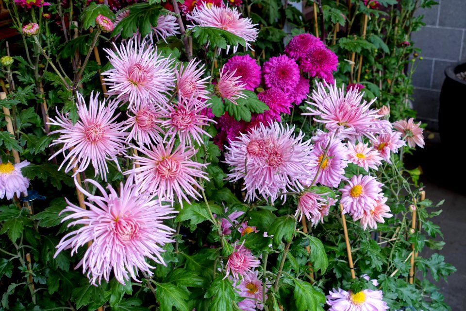 Chrysanthemums - Lan Su Chinese Garden - Portland, Oregon - DSC01473