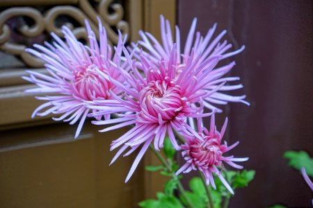 Chrysanthemums - Lan Su Chinese Garden - Portland, Oregon - DSC01558