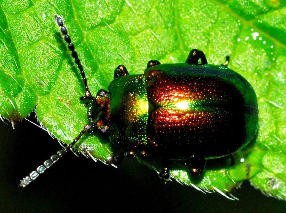 Chrysolina-fastuosa-01-fws