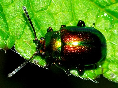 Chrysolina-fastuosa-01-fws
