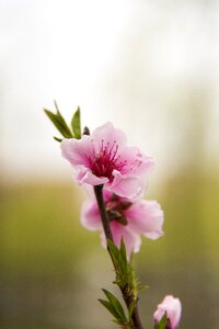 Flower spring cherry blossom