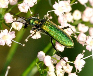 Chrysanthia-viridissima-03-fws