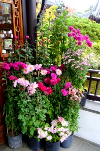Chrysanthemums - Lan Su Chinese Garden - Portland, Oregon - DSC01590
