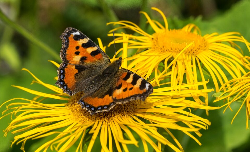 Colorful nature spring