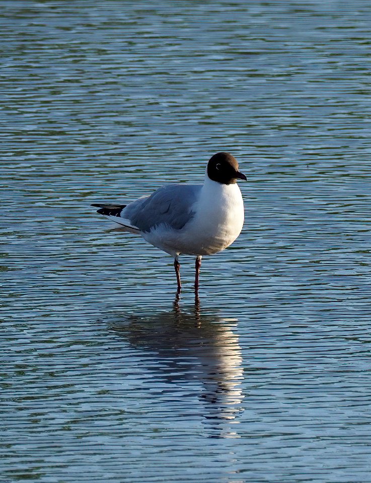 Chroicocephalus ridibundus Oulu Finland 2020-06-12
