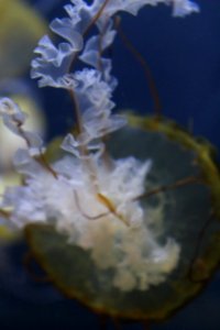 Chrysaora fuscescens at the Adventure Aquarium, March 2018
