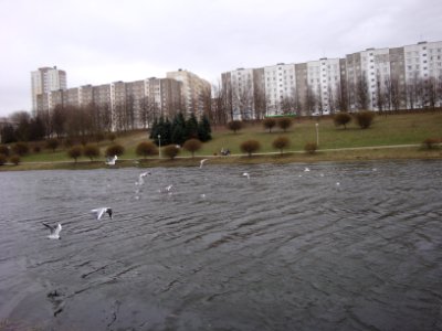 Chroicocephalus ridibundus in Michail Paulau Park in Minsk city - 12 April 2015 AD