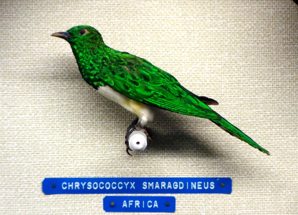 Chrysococcyx cupreus (Chrysococcyx smaragdineus) - Museo Civico di Storia Naturale Giacomo Doria - Genoa, Italy - DSC03143