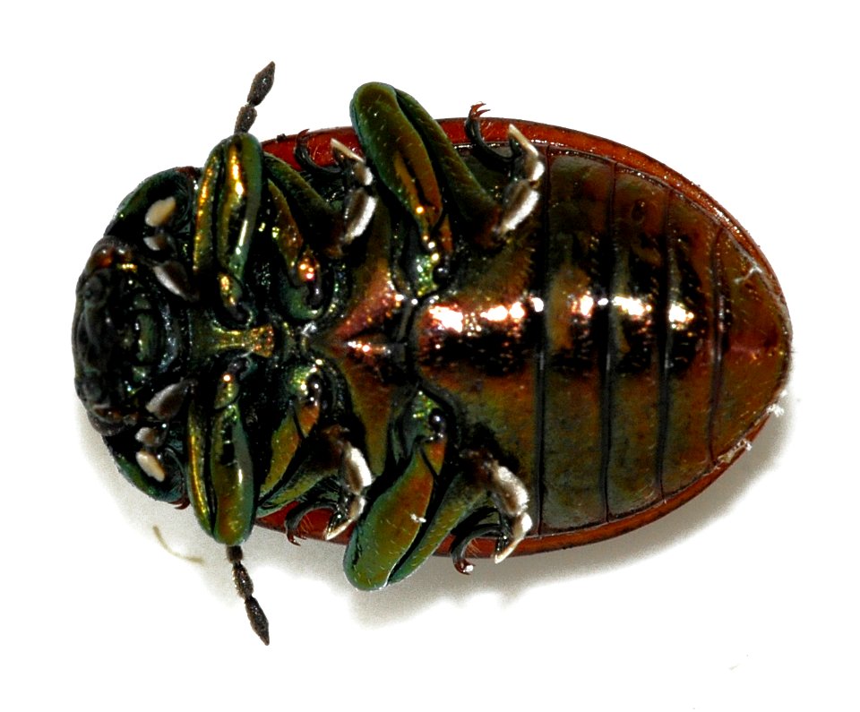 Chrysolina-polita-02-fws