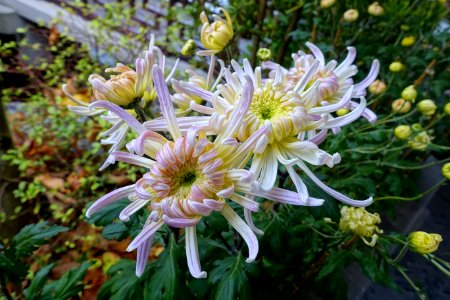 Chrysanthemums - Lan Su Chinese Garden - Portland, Oregon - DSC01390