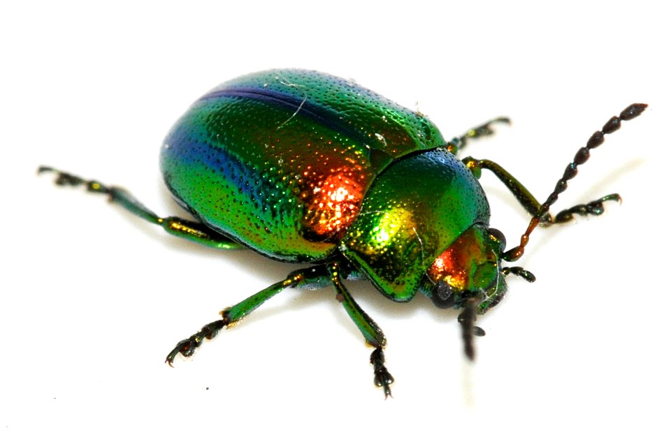Chrysolina-fastuosa-13-fws