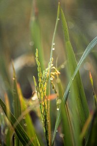 Plant food nature photo