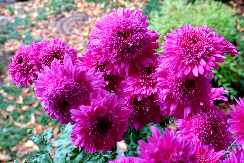 Chrysanthemums - Lan Su Chinese Garden - Portland, Oregon - DSC01530